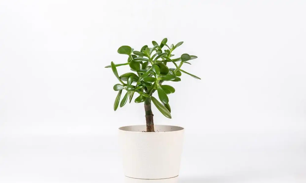 吸甲醛最好的室內綠植是什麼?