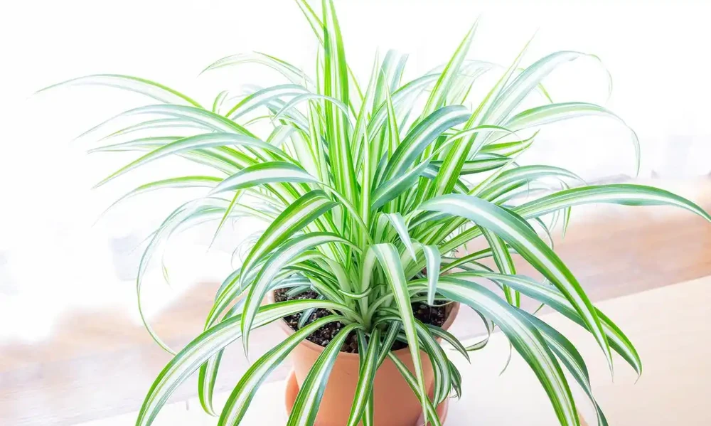 吸甲醛最好的室內綠植是什麼?