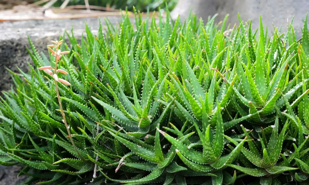 吸甲醛最好的室內綠植是什麼?