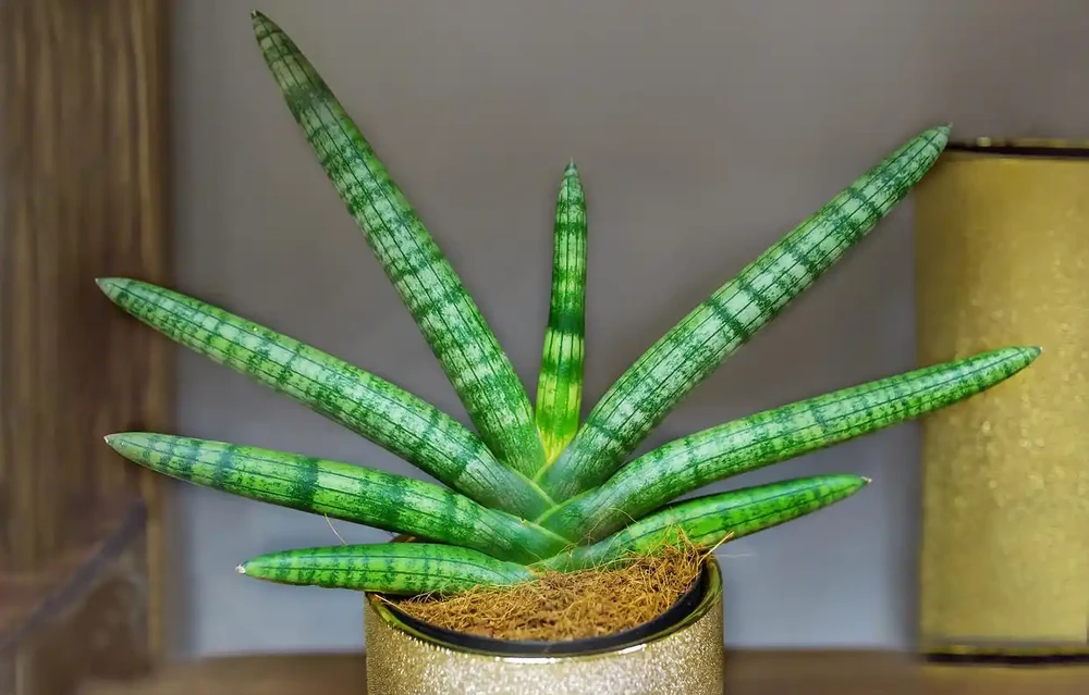 吸甲醛最好的室內綠植是什麼?