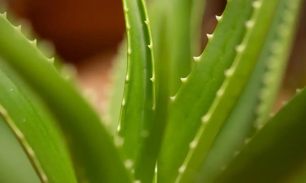 吸甲醛最好的室內綠植是什麼?