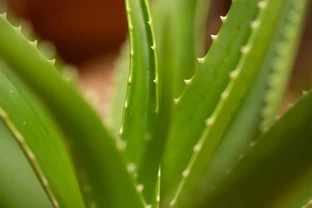 吸甲醛最好的室內綠植是什麼？