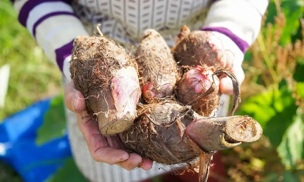 芋頭種深還是種淺好,在什麼環境種植
