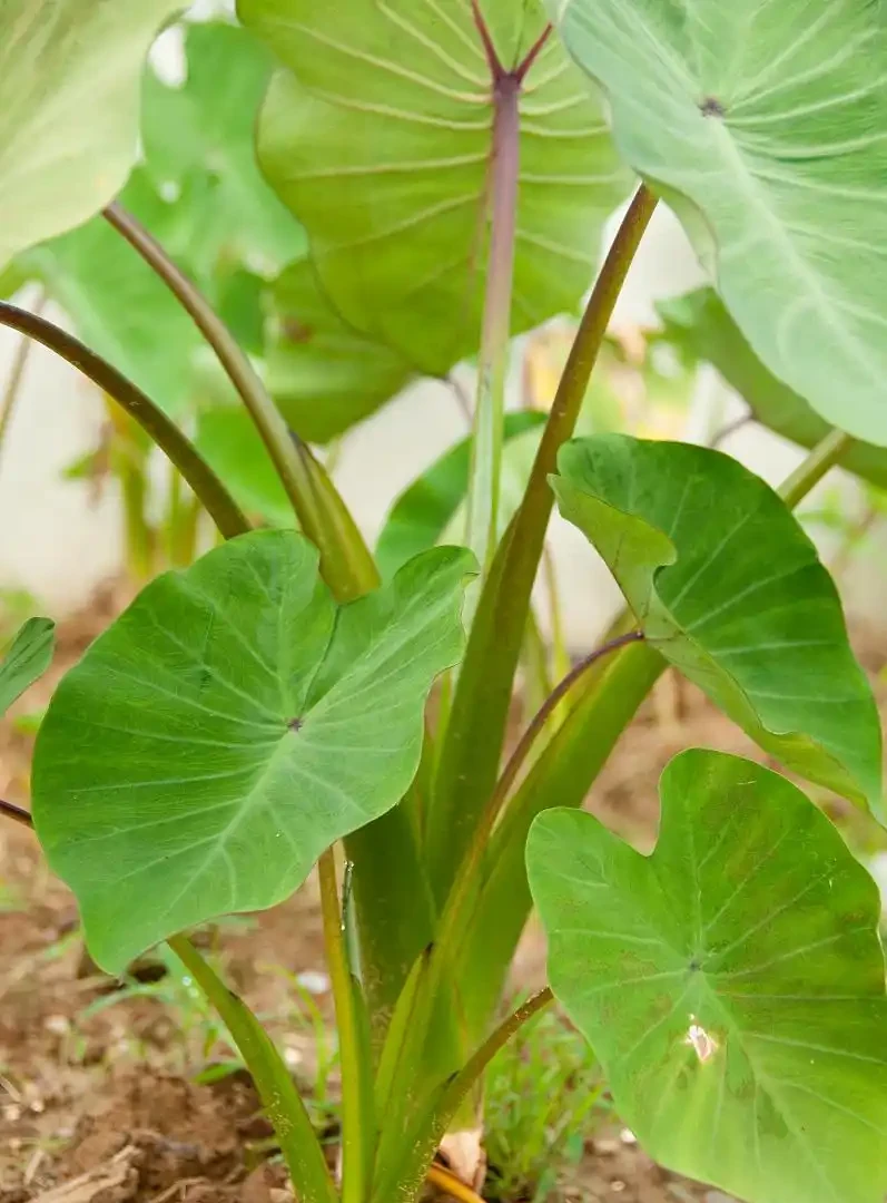 芋頭種深還是種淺好,在什麼環境種植