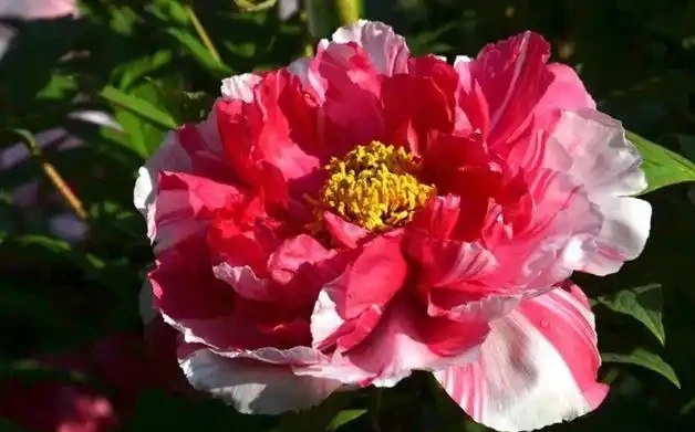 「家中養5花,不富還敗家」,不是迷信,是老祖宗的經驗