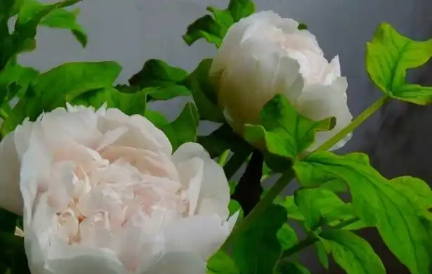 「家中養5花,不富還敗家」,不是迷信,是老祖宗的經驗