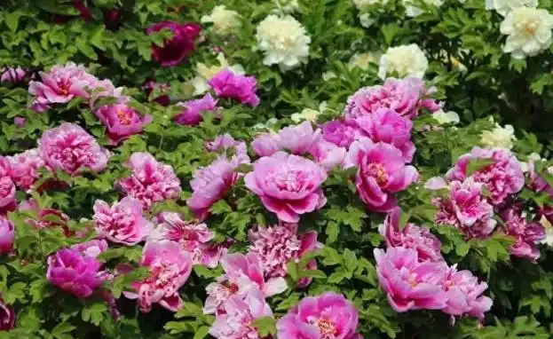 「家中養5花,不富還敗家」,不是迷信,是老祖宗的經驗