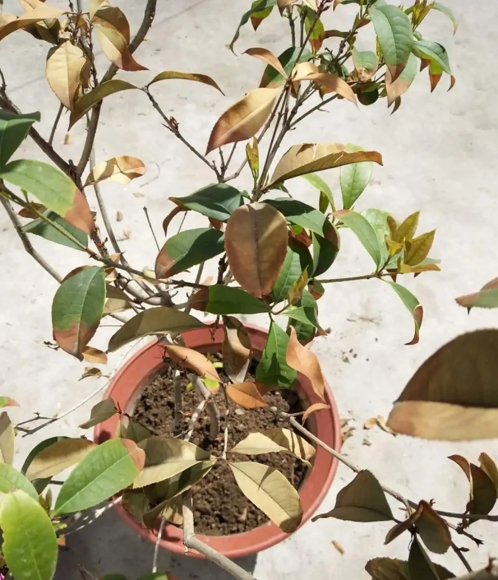 木樨葉子乾枯掉落怎麼辦?木樨養護的常見問題解答