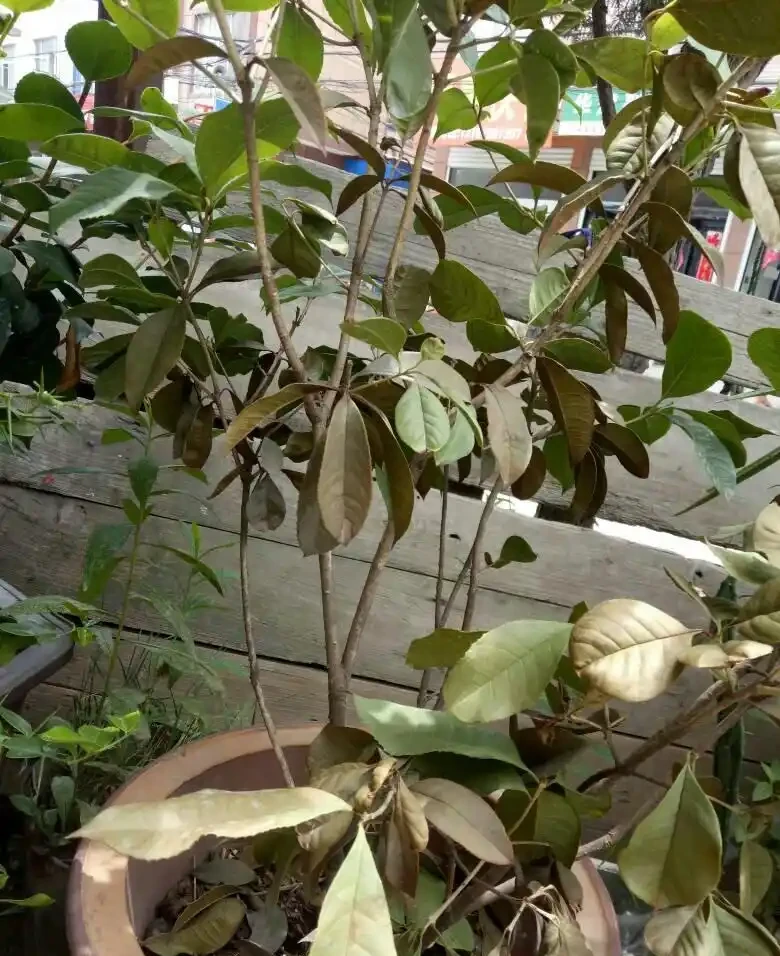 木樨葉子乾枯掉落怎麼辦?木樨養護的常見問題解答