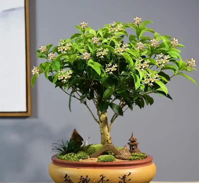 木樨葉子乾枯掉落怎麼辦?木樨養護的常見問題解答