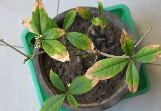 木樨葉子乾枯掉落怎麼辦?木樨養護的常見問題解答