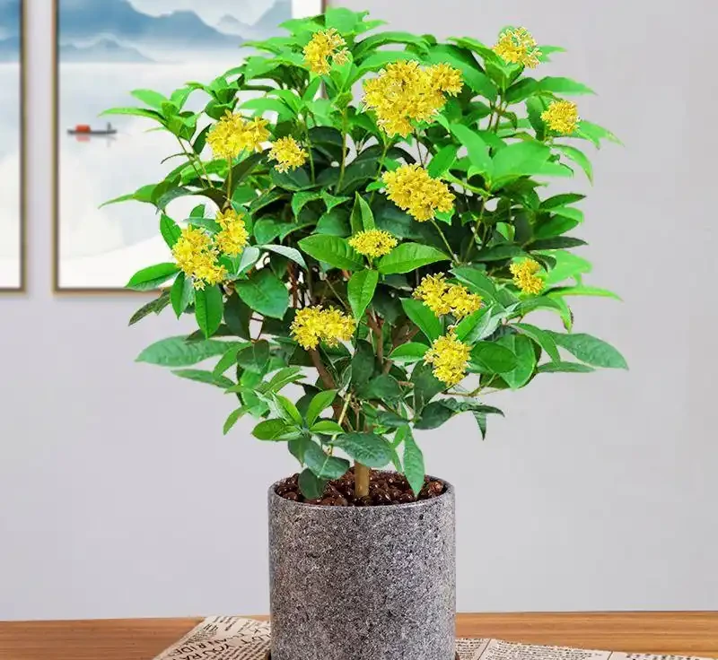 木樨葉子乾枯掉落怎麼辦?木樨養護的常見問題解答