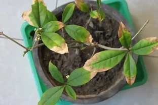 木樨葉子乾枯掉落怎麼辦？木樨養護的常見問題解答