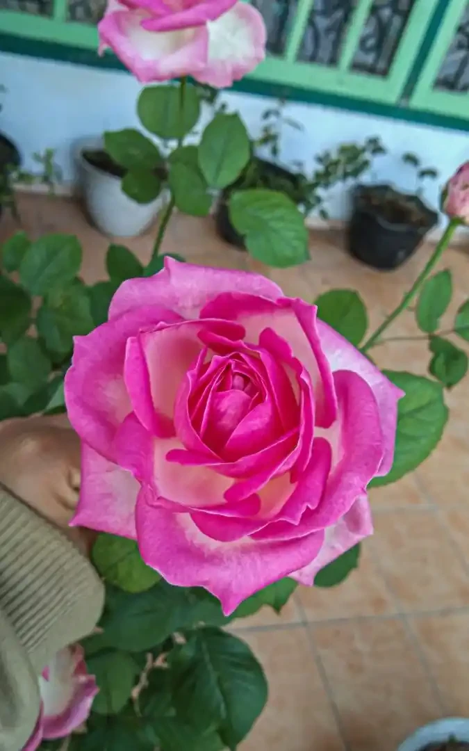 十大名貴玫瑰花!