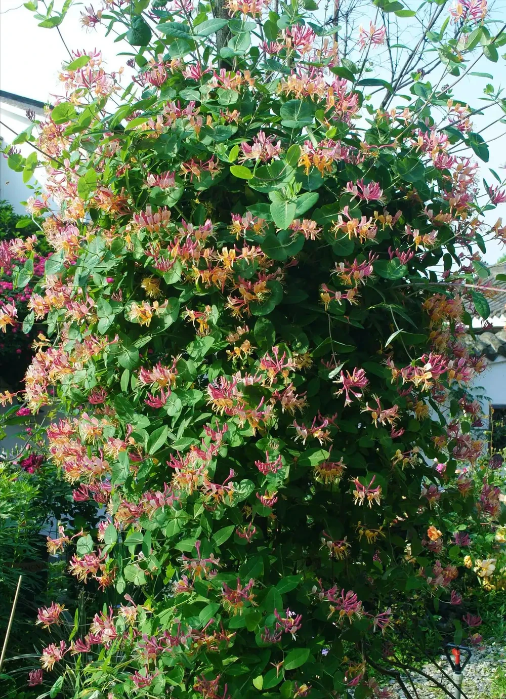 6種花「死扛凍」,能在北方長成「元寶樹」,還能呼呼「噴雪花」