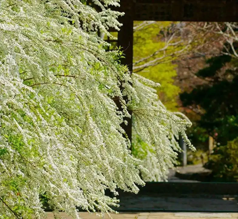 6種花「死扛凍」,能在北方長成「元寶樹」,還能呼呼「噴雪花」