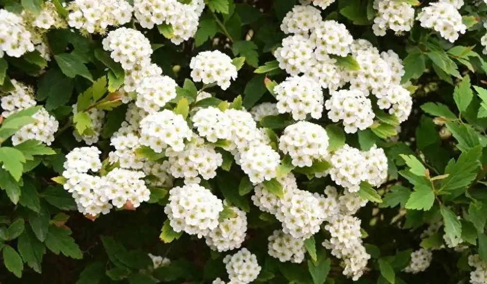 6種花「死扛凍」,能在北方長成「元寶樹」,還能呼呼「噴雪花」