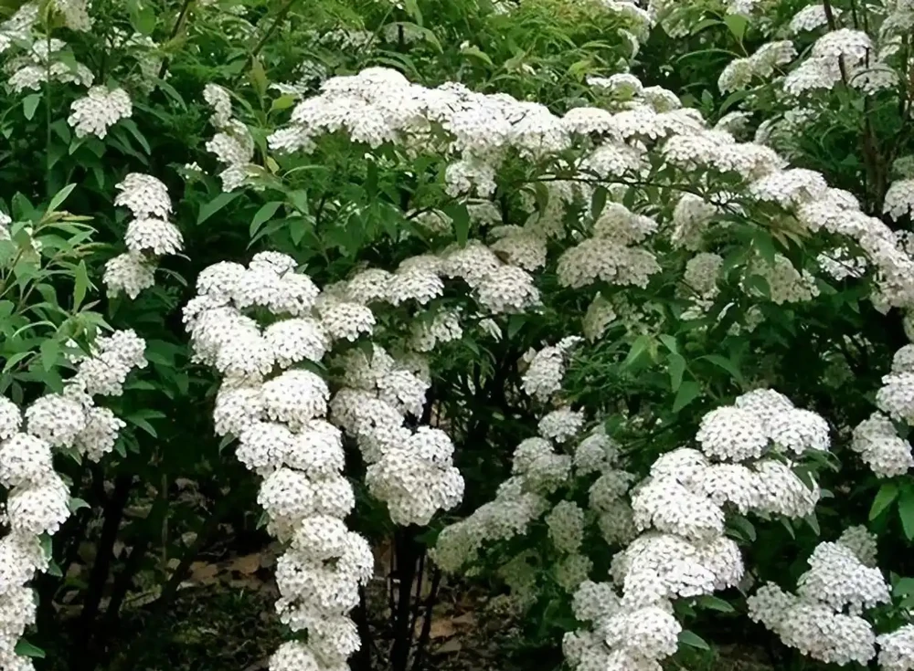 6種花「死扛凍」，能在北方長成「元寶樹」，還能呼呼「噴雪花」