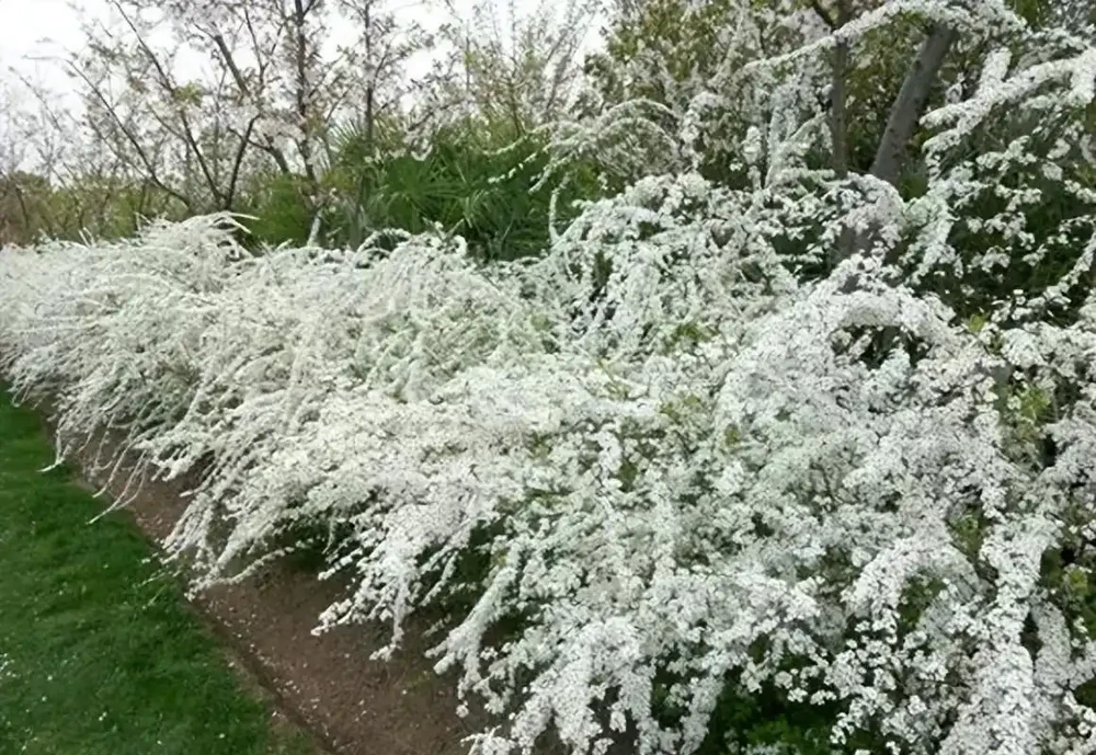 6種花「死扛凍」,能在北方長成「元寶樹」,還能呼呼「噴雪花」