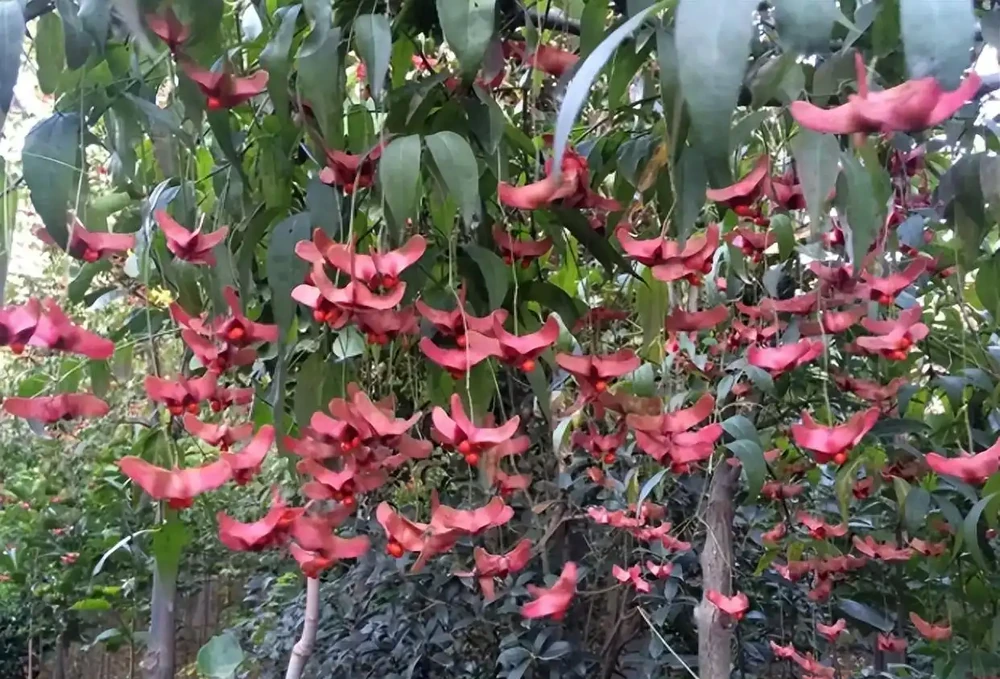 6種花「死扛凍」,能在北方長成「元寶樹」,還能呼呼「噴雪花」