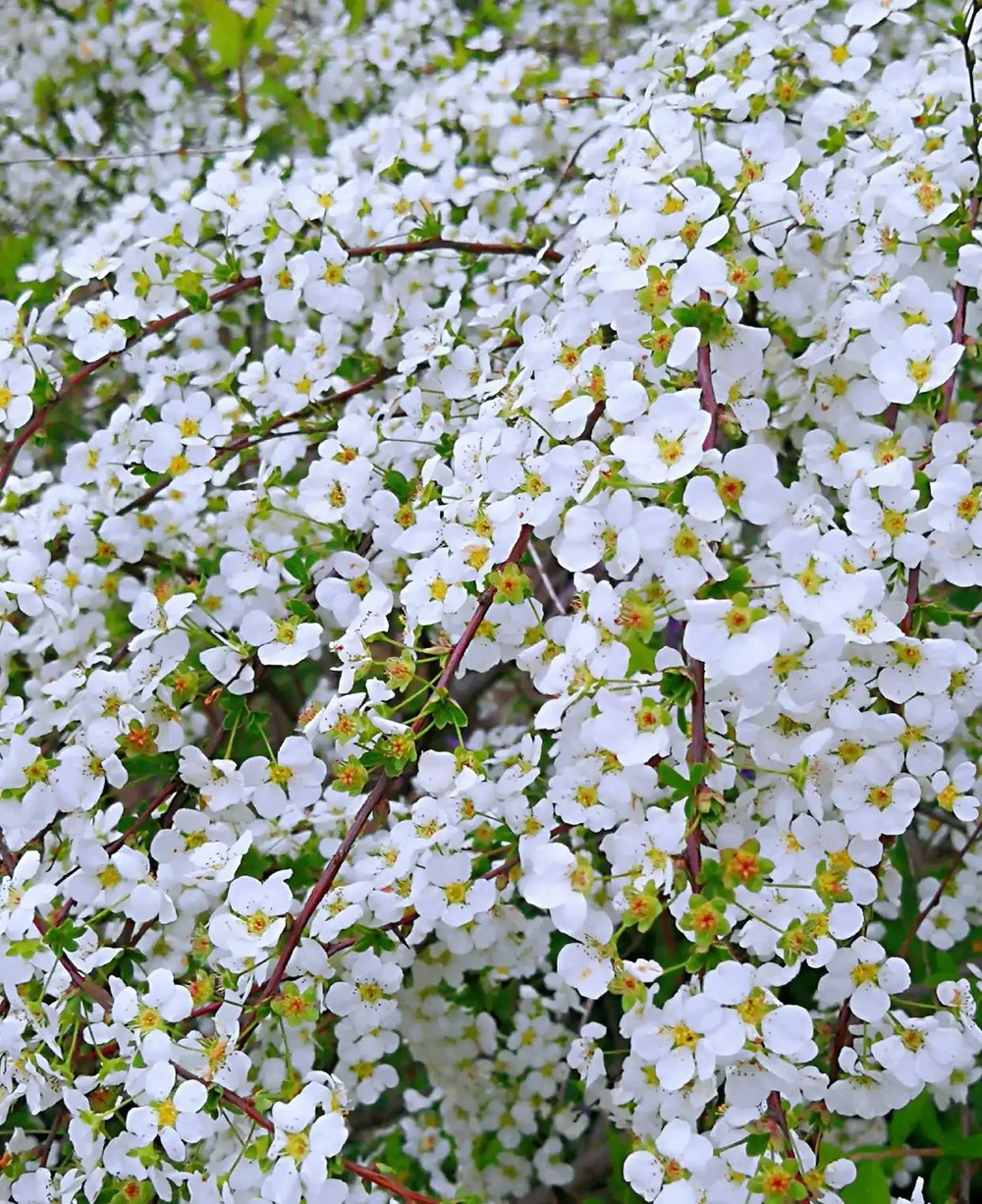 6種花「死扛凍」,能在北方長成「元寶樹」,還能呼呼「噴雪花」