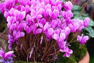 6種花「死扛凍」，能在北方長成「元寶樹」，還能呼呼「噴雪花」