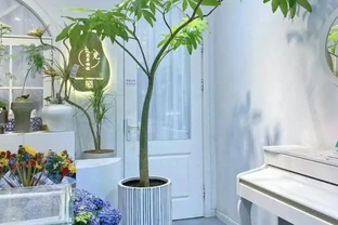 「五花家裡放，人興家昌盛」，這5種吉利花，太吉祥！