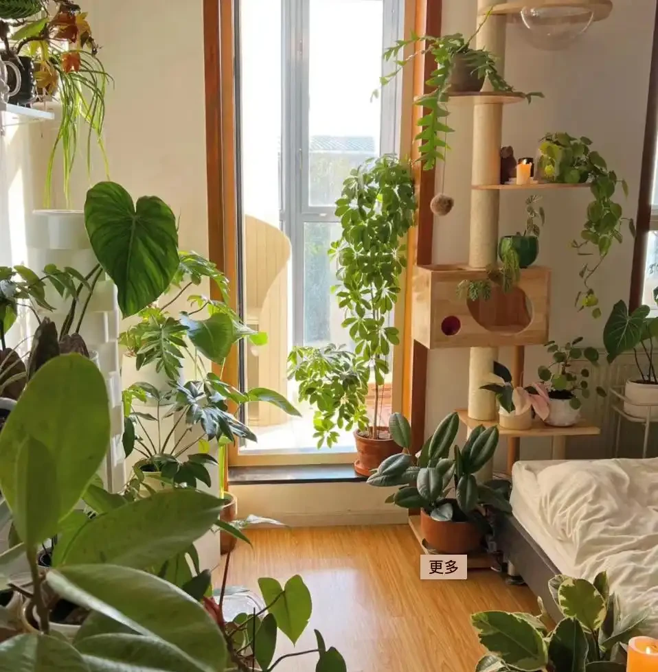 8種花「會催眠」,臥室一放,好養,好氧,睡眠旺!