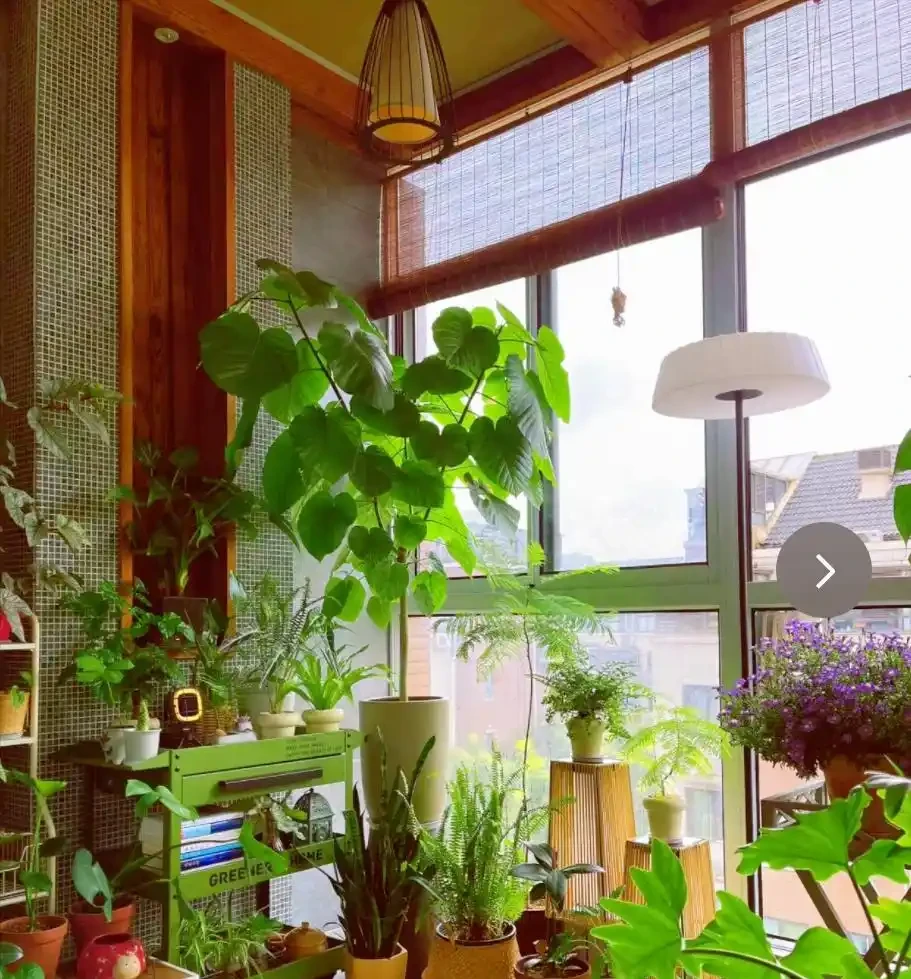 8種花「會催眠」,臥室一放,好養,好氧,睡眠旺!