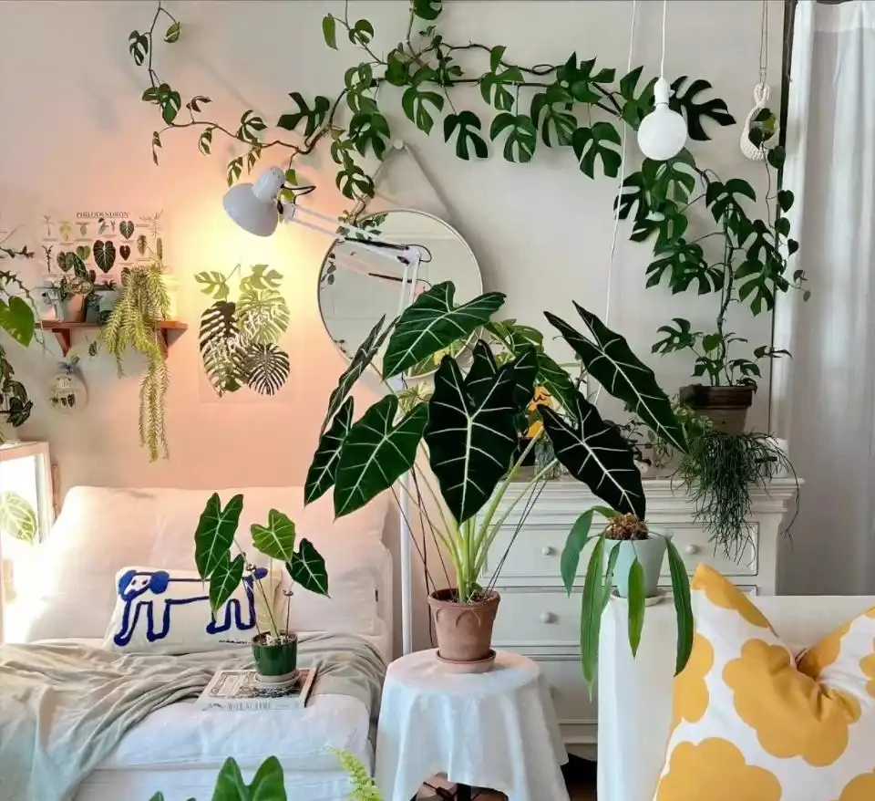 8種花「會催眠」,臥室一放,好養,好氧,睡眠旺!