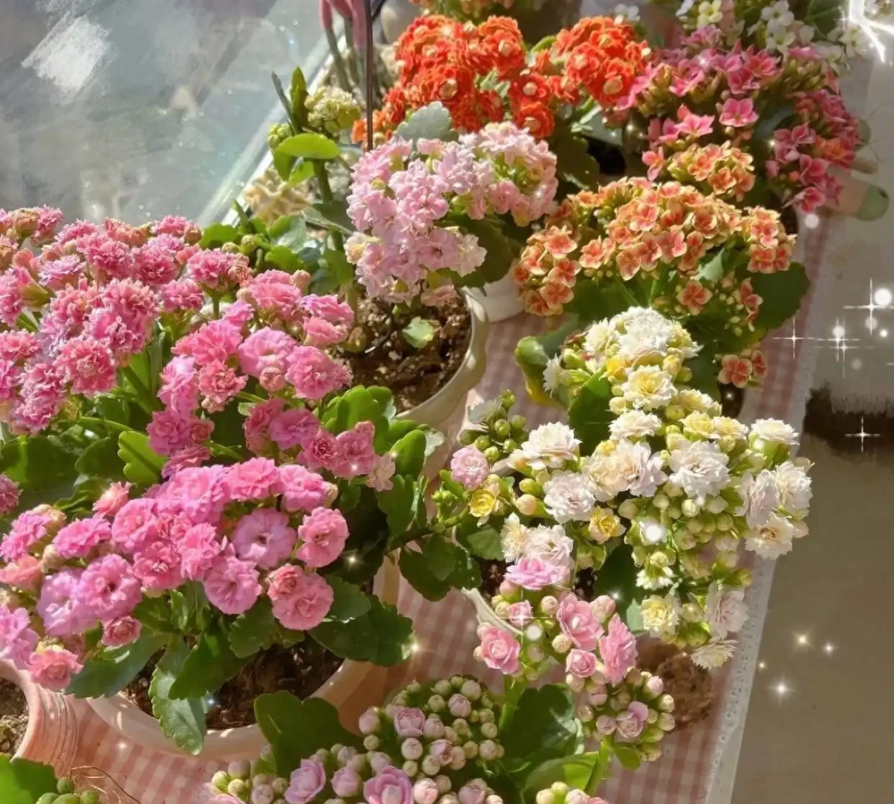 8種花「會催眠」,臥室一放,好養,好氧,睡眠旺!