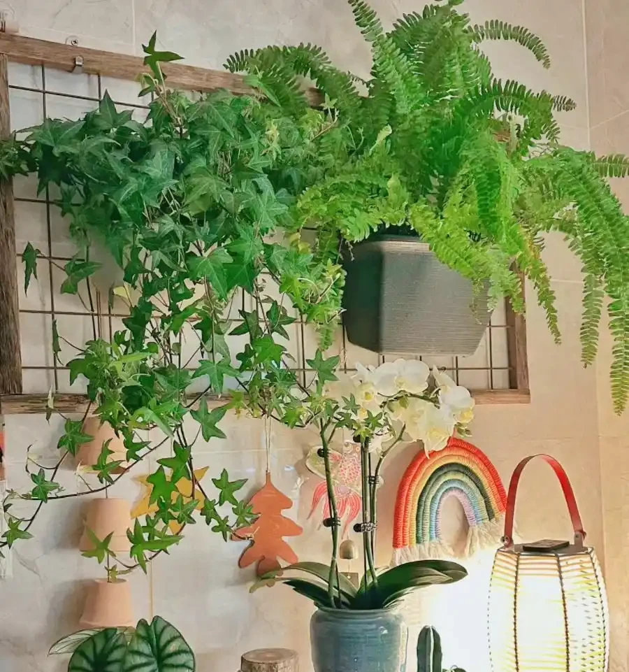 8種花「會催眠」,臥室一放,好養,好氧,睡眠旺!