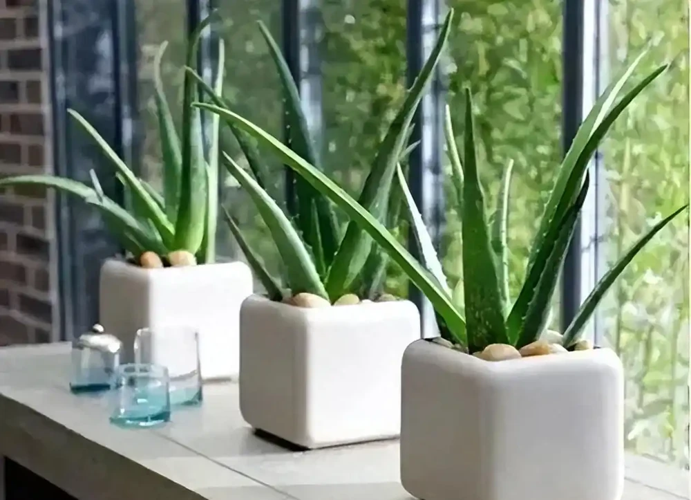 8種花「會催眠」,臥室一放,好養,好氧,睡眠旺!