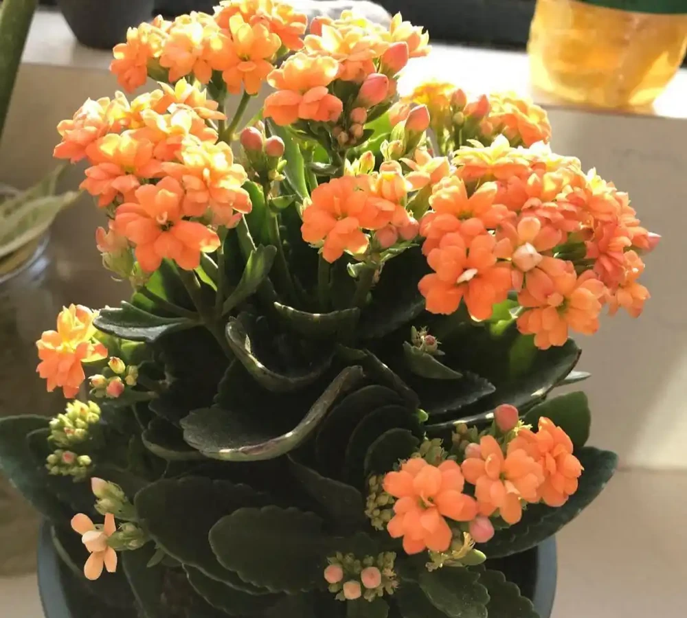 8種花「會催眠」,臥室一放,好養,好氧,睡眠旺!