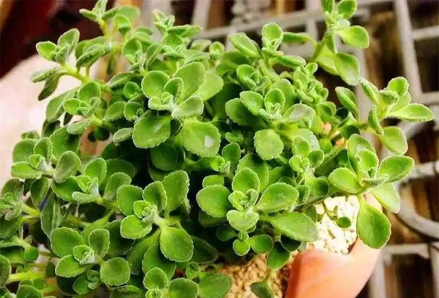 8種花「會催眠」,臥室一放,好養,好氧,睡眠旺!