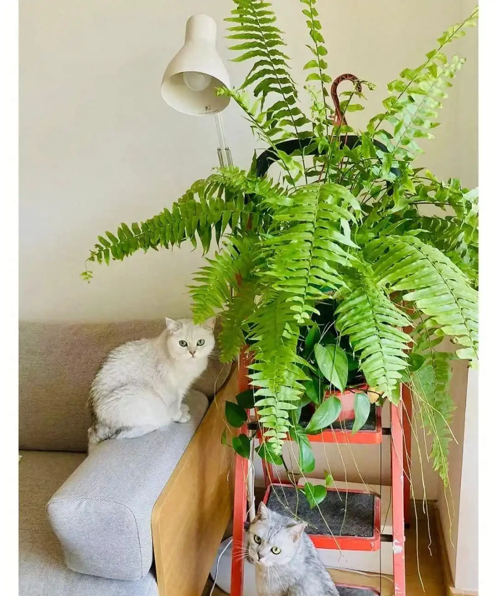8種花「會催眠」,臥室一放,好養,好氧,睡眠旺!