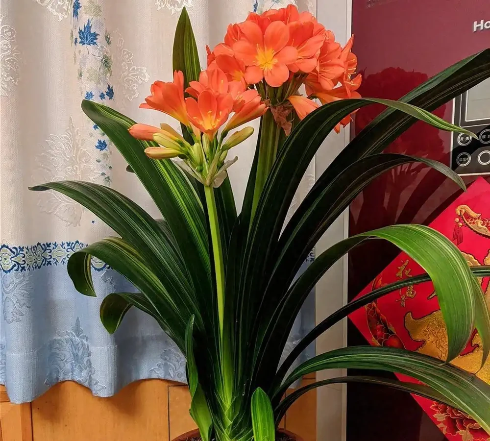 8種花「會催眠」,臥室一放,好養,好氧,睡眠旺!