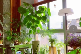 8種花「會催眠」，臥室一放，好養，好氧，睡眠旺！