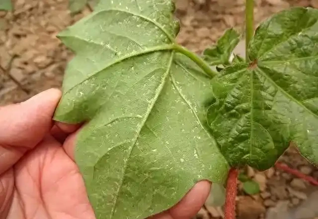 薊馬不是馬,危害很可怕!薊馬危害高畫質圖譜及防治方法