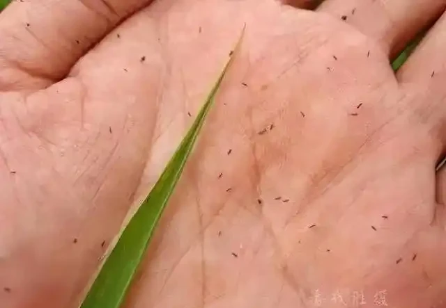 薊馬不是馬,危害很可怕!薊馬危害高畫質圖譜及防治方法