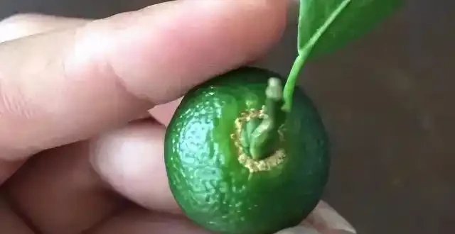 薊馬不是馬,危害很可怕!薊馬危害高畫質圖譜及防治方法