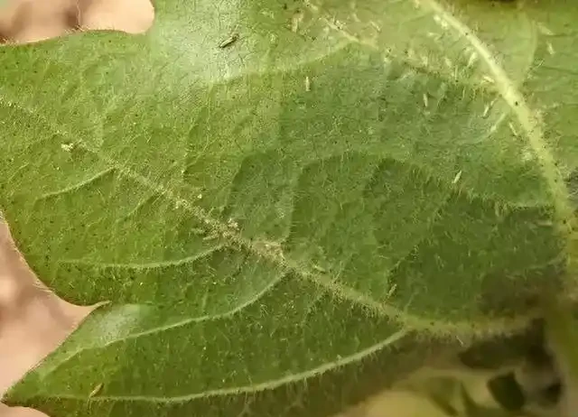 薊馬不是馬,危害很可怕!薊馬危害高畫質圖譜及防治方法