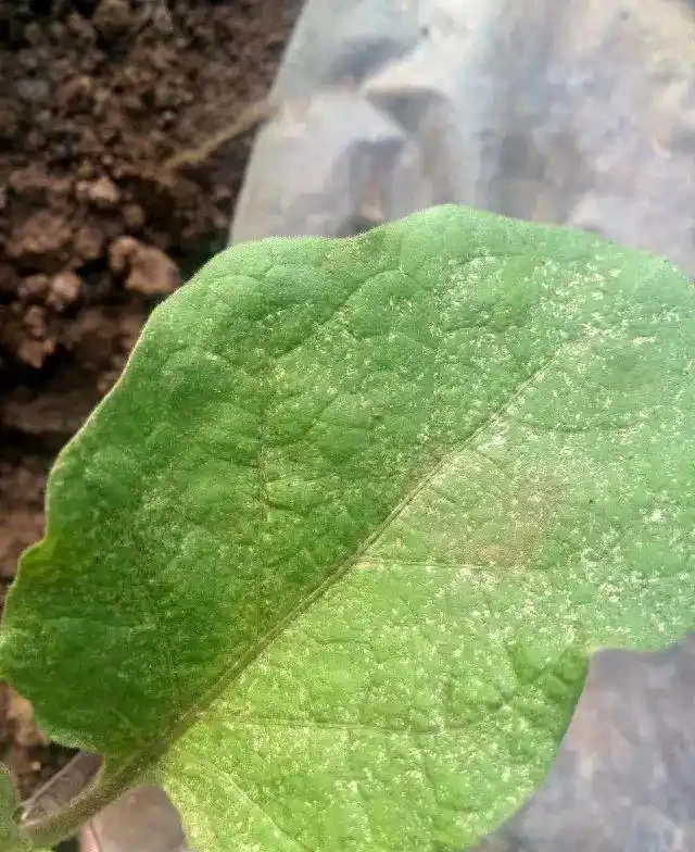 薊馬不是馬,危害很可怕!薊馬危害高畫質圖譜及防治方法