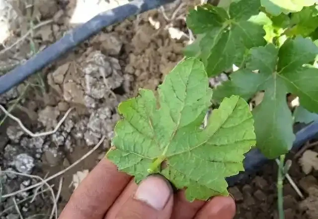 薊馬不是馬,危害很可怕!薊馬危害高畫質圖譜及防治方法