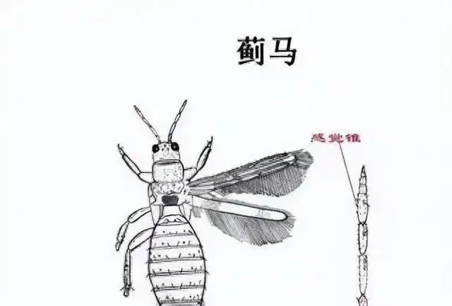 薊馬不是馬,危害很可怕!薊馬危害高畫質圖譜及防治方法