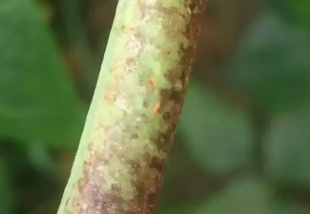 薊馬不是馬,危害很可怕!薊馬危害高畫質圖譜及防治方法