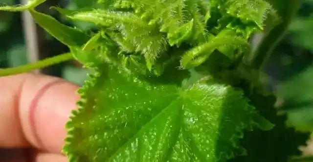薊馬不是馬,危害很可怕!薊馬危害高畫質圖譜及防治方法