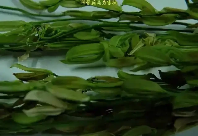 薊馬不是馬,危害很可怕!薊馬危害高畫質圖譜及防治方法
