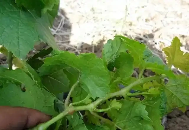 薊馬不是馬,危害很可怕!薊馬危害高畫質圖譜及防治方法