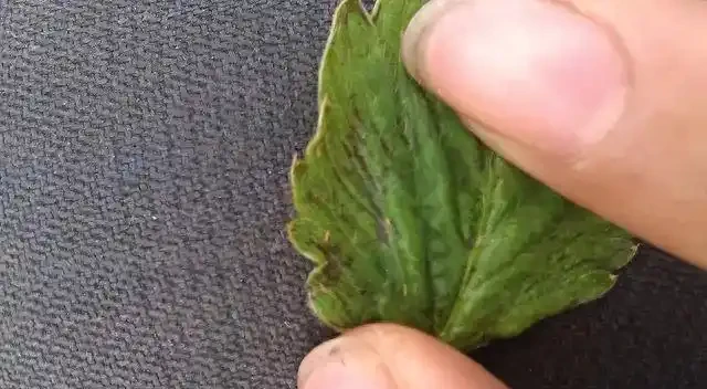 薊馬不是馬,危害很可怕!薊馬危害高畫質圖譜及防治方法